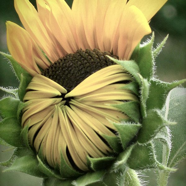 Sunflower opening